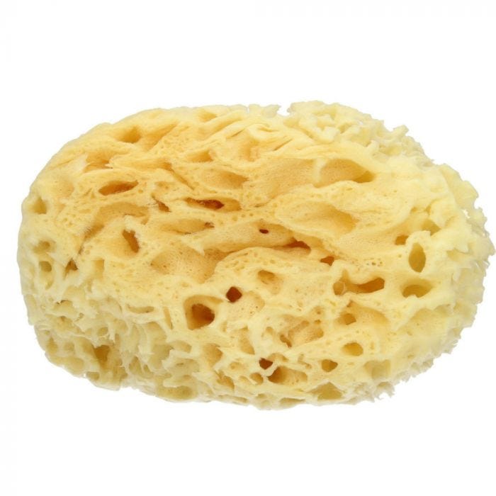 Svamp natur 7-8cm grovporig